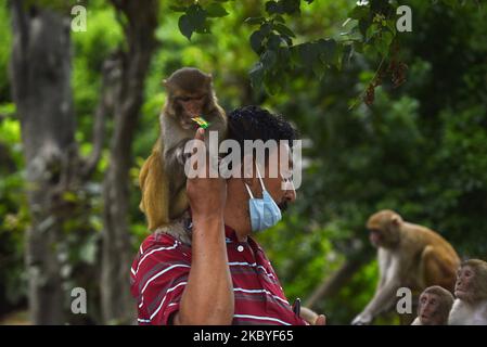 Ein Mann gibt Monkey Süßigkeiten während der Sperrung der Verbotsordnung im Kathmandu-Tal, aufgrund der rapiden Zunahme der COVID-19-Fälle in Kathmandu, Nepal, am Mittwoch, 09. September 2020. (Foto von Narayan Maharjan/NurPhoto) Stockfoto