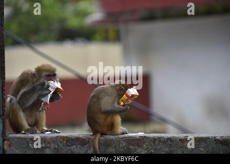 Affen, die Saft trinken, der von Menschen während der Sperrung der Verbotsordnung im Kathmandu-Tal gegeben wurde, weil die Zahl der COVID-19-Fälle in Kathmandu, Nepal, am Mittwoch, dem 09. September 2020, rapide zunimmt. (Foto von Narayan Maharjan/NurPhoto) Stockfoto