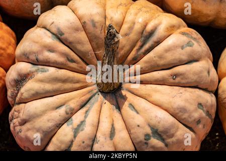Nahaufnahme eines hellorangen, farbenfrohen Kürbisses, Ansicht von oben nach unten Stockfoto
