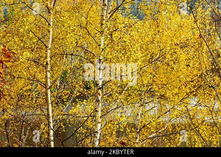 Silver Birch Betula pendula with golden yellow leaves in autumn Scotland Stockfoto
