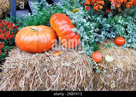 Zwei große orangefarbene Kürbisse umgeben von Herbstgrün und Blumen auf Stroh bewachen den Eingang zum Haus. Stockfoto