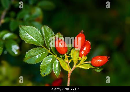 Nahaufnahme der rote reife Hagebutten im Garten Stockfoto