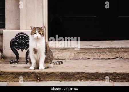 Die Hauskatze Larry sitzt am 16. September 2020 vor der Downing Street 10 in London, England. (Foto von David Cliff/NurPhoto) Stockfoto