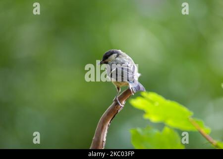 Der kleine Sperling auf dem Stock mit dem natürlichen Hintergrund, Nahaufnahme Stockfoto