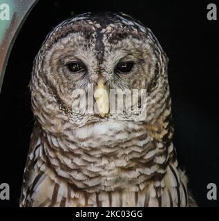 Das Gesicht einer Sperlingskauz vor dunklem Hintergrund Stockfoto