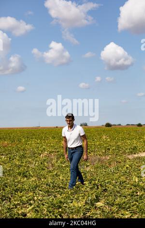 Sebastien Dromigny in seiner Rübenfarm. Das Rübenvergilbungsvirus kann Ertragsverluste von bis zu 30 % und 50 % verursachen und die Zukunft der Branche unmittelbar gefährden. Am 11. September 2020 in Saint-Just-en-Brie, Frankreich. (Foto von Emeric Fohlen/NurPhoto) Stockfoto