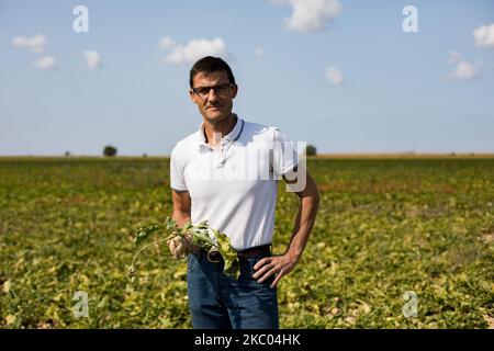 Porträt von Sebastien Dromigny in seiner Rübenfarm. Das Rübenvergilbungsvirus kann Ertragsverluste von bis zu 30 % und 50 % verursachen und die Zukunft der Branche unmittelbar gefährden. Am 11. September 2020 in Saint-Just-en-Brie, Frankreich. (Foto von Emeric Fohlen/NurPhoto) Stockfoto