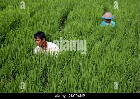 Am 18. September 2020 werden die Reisfelder im Dorf Rarampadende, Sigi Regency, Provinz Central Sulawesi, Indonesien, geerntaut. Um die Ernährungssicherheit in den Dörfern während der COVID-19-Pandemie aufrechtzuerhalten, verlangt die lokale Bezirksregierung von jedem Dorf, mindestens einen Hektar Reisfelder als Reserven bereitzustellen, um im Krisenfall die Ernährungssicherheit für jeden Bewohner des Dorfes zu gewährleisten. (Foto von Basri Marzuki/NurPhoto) Stockfoto