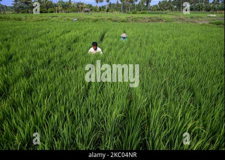 Am 18. September 2020 werden die Reisfelder im Dorf Rarampadende, Sigi Regency, Provinz Central Sulawesi, Indonesien, geerntaut. Um die Ernährungssicherheit in den Dörfern während der COVID-19-Pandemie aufrechtzuerhalten, verlangt die lokale Bezirksregierung von jedem Dorf, mindestens einen Hektar Reisfelder als Reserven bereitzustellen, um im Krisenfall die Ernährungssicherheit für jeden Bewohner des Dorfes zu gewährleisten. (Foto von Basri Marzuki/NurPhoto) Stockfoto