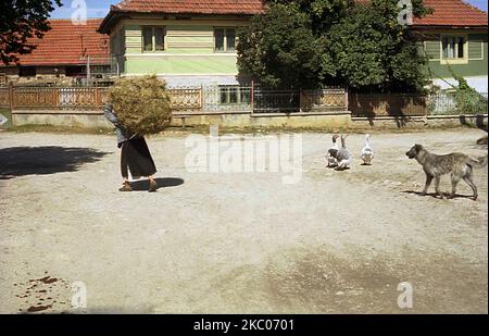 Hunedoara County, Rumänien, ca. 2001. Ältere Frau, die eine schwere Ladung Heu trägt. Stockfoto