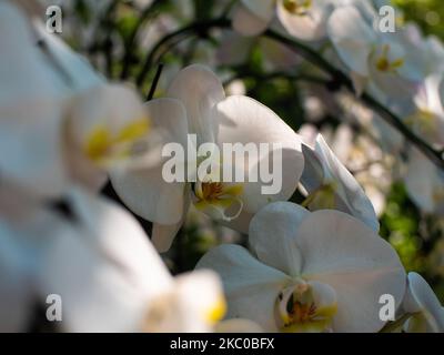 Die blühenden weißen Orchideen im Garten Stockfoto