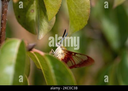 Kolibri-Freischwingermotte auf blackhaw viburnum Stockfoto