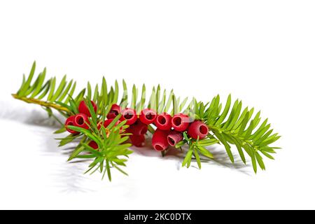 Früchte des Eibenbaums vor weißem Hintergrund Stockfoto