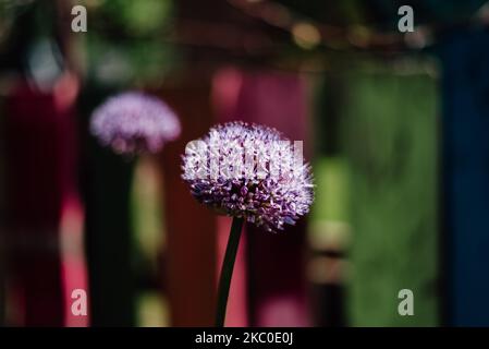 Eine Shallow Focus Aufnahme einer Gallium giganteum blühenden Pflanze mit unscharfem Hintergrund Stockfoto