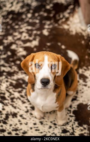 Ein niedlicher Beagle-Hund, der auf dem Boden sitzt und eine Kamera anschaut Stockfoto