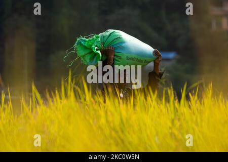 Der nepalesische Landwirt trägt während der Erntezeit am Dienstag, den 29. September 2020, in Sankhu, Nepal, geernteten Reis von Reisfeldern. (Foto von Rojan Shrestha/NurPhoto) Stockfoto