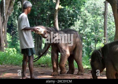 Ein Tierpfleger füttert 6 Monate alte Elefantenkälber, die aus dem Amchang Wildlife Sanctuary im Assam State Zoo in Guwahati, Indien, gerettet wurden. Donnerstag, 1. Oktober 2020. (Foto von Anuwar Hazarika/NurPhoto) Stockfoto