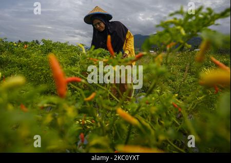 Am 1. Oktober 2020 ernten Bauern ihre Chiliplanzen im Dorf Sunju, Sigi Regency, Provinz Zentral-Sulawesi, Indonesien. Im Einklang mit der abnehmenden Intensität des Regens als Hauptquelle der Bewässerung haben einige Landwirte in der Region begonnen, von Reispflanzen zu Sekundärkulturen wie Mais und Bohnen zu wechseln. Die Landwirte wählen Sekundärkulturen, weil sie nicht viel Wasser benötigen und in relativ kurzer Zeit geerntet werden können. Die meisten der 270 Millionen Menschen in Indonesien sind Bauern. (Foto von Basri Marzuki/NurPhoto) Stockfoto