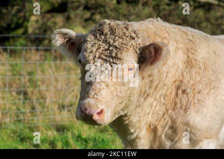 Nahaufnahme des Kopfes eines jungen Weißblut-Shorthorn-Bullen, der von der Abendsonne beleuchtet wird Stockfoto