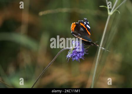 Roter Admiral-Schmetterling oder Vanessa atalanta auf einer lila gefärbten Blume auf einer grünen Wiese mit viel Gras sitzend Stockfoto