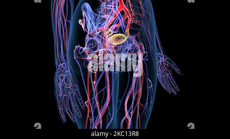Weibliche Fortpflanzungssystem Anatomie 3D Abbildung Stockfoto