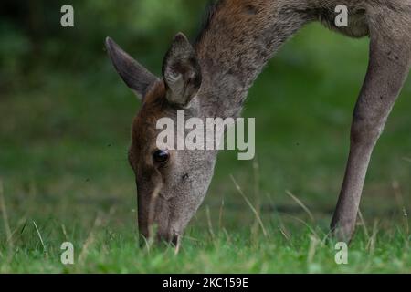 Ein Weibchen während der Paarungszeit in den Abruzzen, Latium und im Nationalpark Molise (Parco Nazionale d'Abruzzen, Lazio e Molise - PNALM) am 2. Oktober 2020. (Foto von Lorenzo Di Cola/NurPhoto) Stockfoto