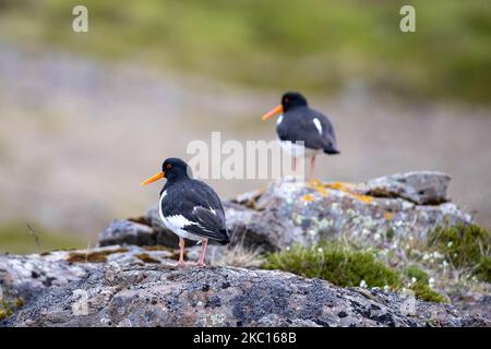 Ein Paar süßer eurasischer Austernfischer, die auf Felsen auf einem verschwommenen Hintergrund in Island stehen Stockfoto