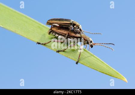 Leuchtend glänzende Schilfkäfer (Donacia) Männchen und Weibchen auf einem Blatt gegen den Himmel Stockfoto