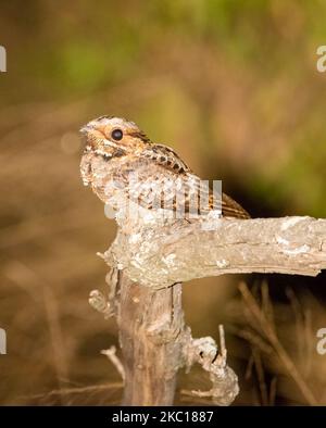 Eine vertikale Nahaufnahme eines hochsitzenden europäischen Nachtschwaldes (Caprimulgus europaeus) Stockfoto