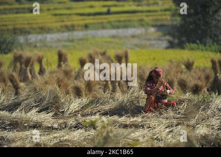 Eine Frau trocknete Stroh in der Sonne, nachdem sie am Donnerstag, dem 08. Oktober 2020, in Sankhu, Kathmandu, Nepal, geerntet hatte. Die Landwirtschaft ist nach wie vor eine wichtige Wirtschaftstätigkeit für das Binnenland, wobei Weizen und Reis die Hauptnahrungsmittelkulturen sind. (Foto von Narayan Maharjan/NurPhoto) Stockfoto