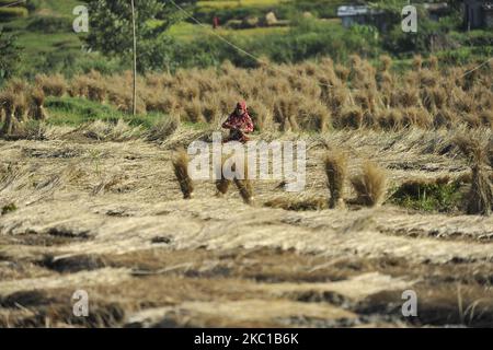 Eine Frau trocknete Stroh in der Sonne, nachdem sie am Donnerstag, dem 08. Oktober 2020, in Sankhu, Kathmandu, Nepal, geerntet hatte. Die Landwirtschaft ist nach wie vor eine wichtige Wirtschaftstätigkeit für das Binnenland, wobei Weizen und Reis die Hauptnahrungsmittelkulturen sind. (Foto von Narayan Maharjan/NurPhoto) Stockfoto