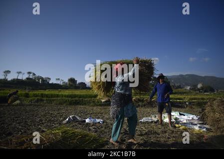 Eine Frau, die am Donnerstag, den 08. Oktober 2020, Reispflanzen für die Ernte in Sankhu, Kathmandu, Nepal, trägt. Die Landwirtschaft ist nach wie vor eine wichtige Wirtschaftstätigkeit für das Binnenland, wobei Weizen und Reis die Hauptnahrungsmittelkulturen sind. (Foto von Narayan Maharjan/NurPhoto) Stockfoto