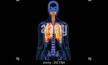 Anatomie der weiblichen Lunge 3D Abbildung Stockfoto