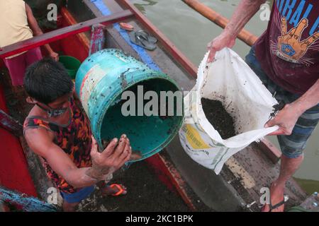 Eine Gruppe von Männern in Binangonan, Rizal, erntete heute, am 8. Oktober 2020, in Laguna Bay eine kleine Süßwasser-Muschel, die in Pampanga geliefert werden soll. Süßwasser-Schnecken werden häufig als Futter für Enten verwendet. Die Erntemaschinen sagten, dass der Preis für einen Sack Süßwasser-Muscheln nur 18 Pesos beträgt. (Foto von Ryan Eduard Benaid/NurPhoto) Stockfoto