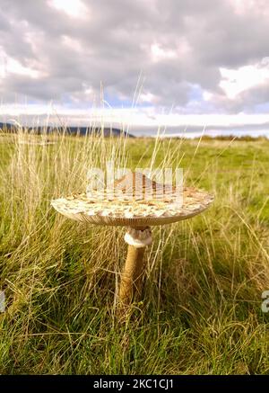 Eine Nahaufnahme eines Macrolepiota procera Pilzes, natürlich Stockfoto