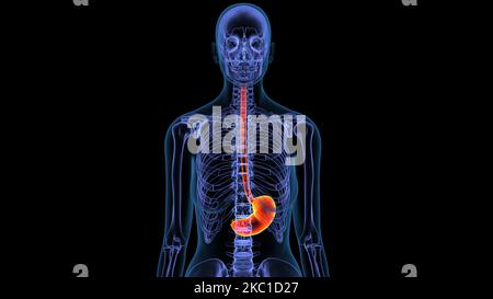 Anatomie des menschlichen Magens 3D Abbildung Stockfoto