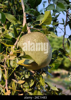 Eine vertikale Nahaufnahme der Früchte des indischen Baels (Aegle marmelos) Stockfoto