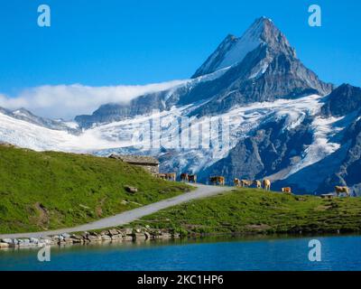 Eine Reihe schweizer Kühe, die auf einer Almwiese vor einem Snowy-Berg in den europäischen Alpen stehen. Schweizer Kühe, die in der Nähe eines Sees an den europäischen Alpen stehen. Stockfoto