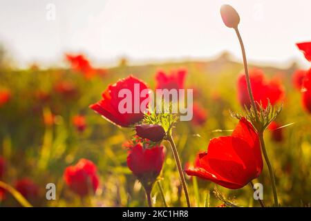 Nahaufnahme des blühenden roten Anemone coronaria Flowers Feldes in Israel Stockfoto