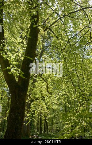 Reife gemeine Buche (Fagus sylvatica) im dichten Wald des Savernake Forest mit säuregrünen jungen Frühlingsblättern im späten Frühjahr, Wiltshire, Mai Stockfoto