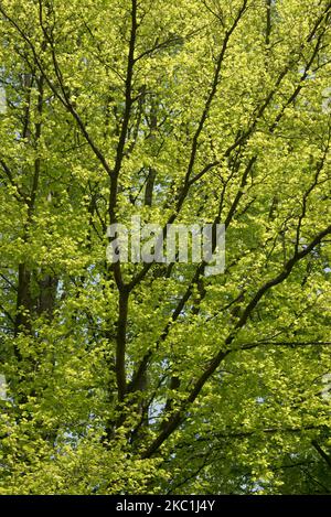 Reife gemeine Buche (Fagus sylvatica) im dichten Wald des Savernake Forest mit säuregrünen jungen Frühlingsblättern im späten Frühjahr, Wiltshire, Mai Stockfoto