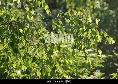 Sonnenlicht durch hinterleuchtete junge dreieckige Blätter aus Silberbirke (Betula pendula) auf einem Laubwald im Frühsommer, Berkshire, Juni Stockfoto