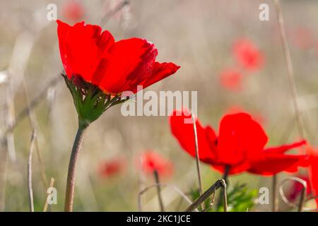 Nahaufnahme des blühenden roten Anemone coronaria Flowers Feldes in Israel Stockfoto