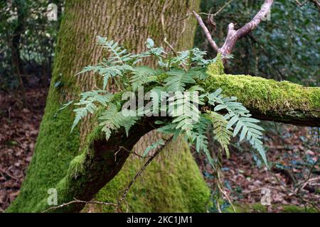 Gewöhnlicher Polypody (Polypodium vulgare) ein immergrüner Farn, der im Winter auf einem moosigen Zweig wächst, im Januar in der Grafschaft Bukshire Stockfoto