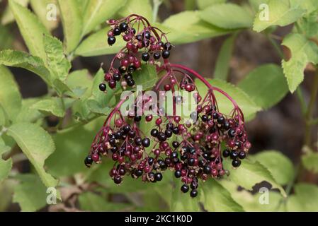 Trauben von reifenden Beeren auf Holunder oder Holunderbeere (Sambucus nigra) auf dem Busch von schwarz bis rosa und rot, Berkshire, August Stockfoto