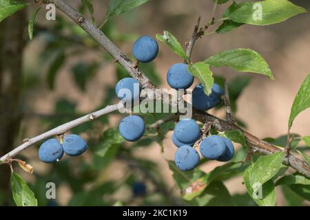 Reife Schlehe, runde Schlehdornfrucht (Prunus spinosa) mit purpurner, blauer Blüte unter den Sommerblättern eines großen Wildstrauch im Sommer, in der Grafschaft, im August Stockfoto