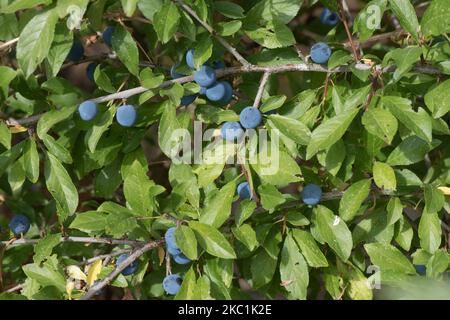 Reife Schlehe, runde Schlehdornfrucht (Prunus spinosa) mit purpurner, blauer Blüte unter den Sommerblättern eines großen Wildstrauch im Sommer, in der Grafschaft, im August Stockfoto