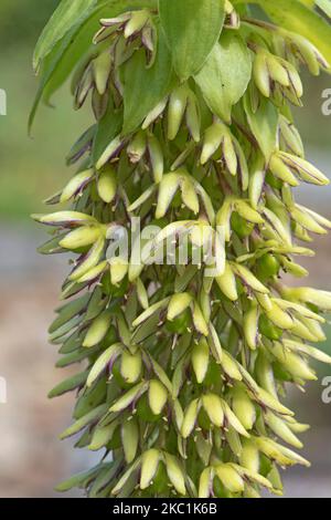 Ananaslilie (Eucomis bicolor) lila gerankt und grüne Blüten auf einer Spitze ornamentaler bulbous blühender Pflanze, August Stockfoto