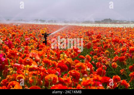 Das Feld der blühenden Butterblume bildet einen Teppich aus Farben, wobei der arbeitende Sprinkler als Teil einer Bewässerungsanlage Wassertropfen über das Feld spritzt Stockfoto