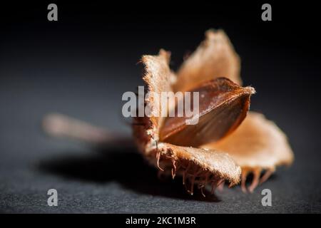 Studio-Nahaufnahme einer gespaltenen Buchenfrucht (Buchenknüsse) mit dem auf schwarzem Papier sichtbaren Kern im Scheinwerfer und einer Öffnung von F8. Stockfoto